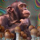 Qu’est-ce que la théorie du singe enivré et pourquoi est-elle capitale ?