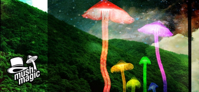 Un guide de la culture des champignons magiques en extérieur