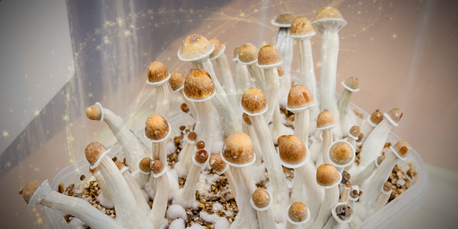 Peut-on utiliser des champignons magiques pour améliorer sa productivité ?