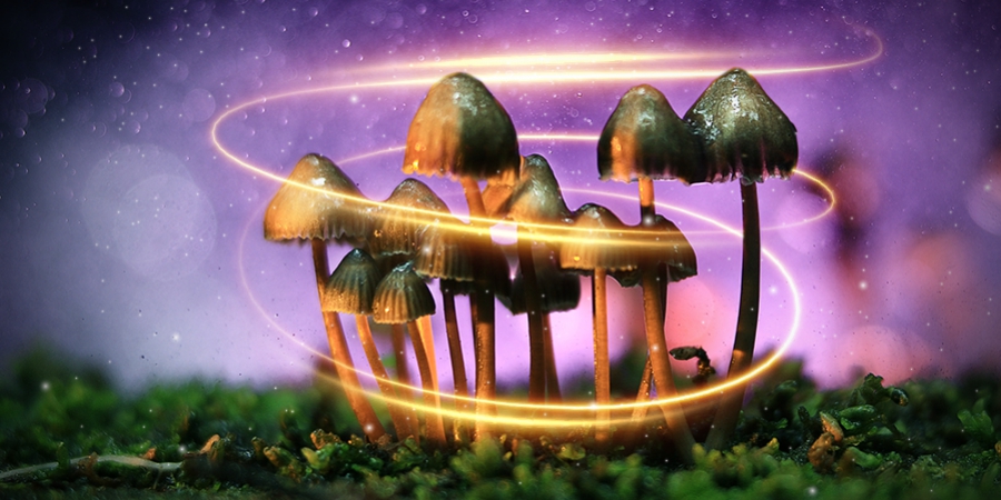 Comment les champignons magiques sont-ils devenus magiques ?