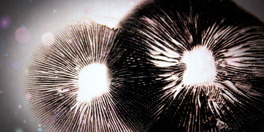 Comment faire des empreintes de spores de champignons magiques 