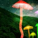 Un guide de la culture des champignons magiques en extérieur