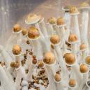 Peut-on utiliser des champignons magiques pour améliorer sa productivité ?
